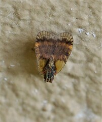 Bothriocera