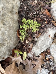 Adiantum capillus-veneris