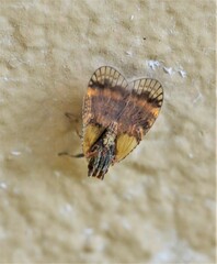 Bothriocera