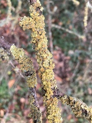 Xanthoriicola physciae