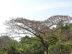 Hymenodictyon obovatum