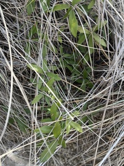 Funastrum cynanchoides