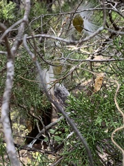 Asclepiadeae