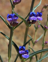 Penstemon speciosus