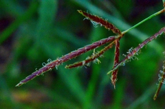 Cyperus longus longus