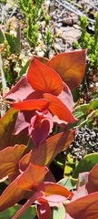 Protea amplexicaulis