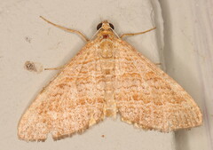 Mimoclystia pudicata