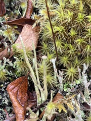 Cladonia maxima