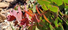 Protea amplexicaulis