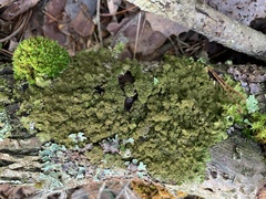 Melanelixia glabratula