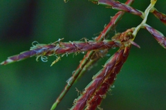 Cyperus longus longus