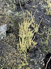 Cladonia maxima