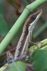Anolis olssoni