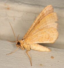 Mimoclystia pudicata