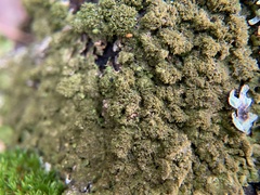 Melanelixia glabratula