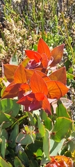 Protea amplexicaulis