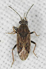 Peritrechus