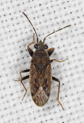 Peritrechus
