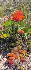 Protea amplexicaulis