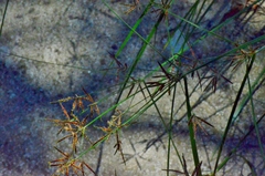 Cyperus longus longus