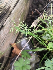 Poa trivialis