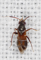 Pilophorus
