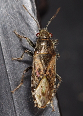 Heterogaster urticae