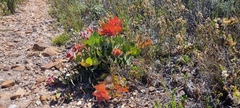 Protea amplexicaulis