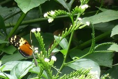 Heliconius hecale