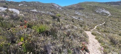 Protea amplexicaulis