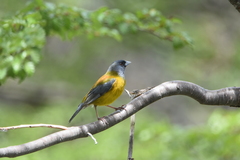 Phrygilus patagonicus