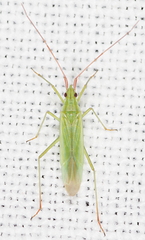 Trigonotylus