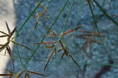 Cyperus longus longus