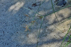 Cyperus longus longus