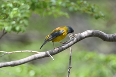 Phrygilus patagonicus