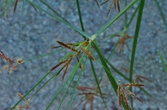 Cyperus longus longus