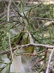 Asclepiadeae