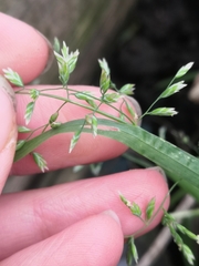 Poa trivialis
