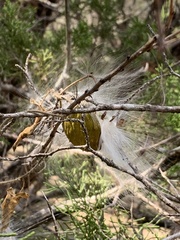 Asclepiadeae