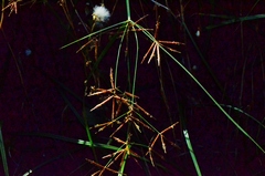 Cyperus longus longus
