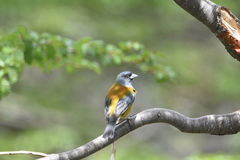 Phrygilus patagonicus