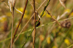 Coccinella septempunctata