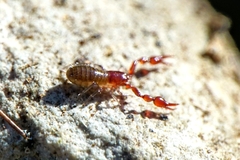 Chthoniidae
