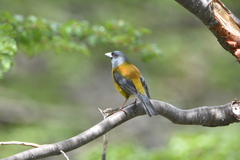 Phrygilus patagonicus