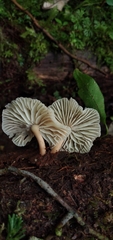 Collybiopsis neotropica