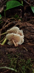 Collybiopsis neotropica