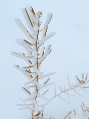 Chamaenerion angustifolium