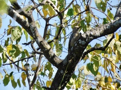 Melanerpes aurifrons