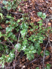 Prunus ilicifolia