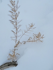 Chamaenerion angustifolium